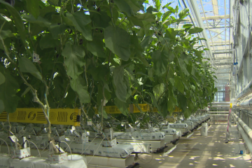 Si le Canada devient un nouveau producteur de légumes tropicaux ?